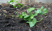 5 loại rau nhặt lá xong nhớ giữ lại cành, đem cắm xuống đất quanh năm có rau ăn
