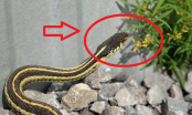 4 loại cây trồng mời gọi rắn về, nhổ bỏ ngay nếu không muốn cả nhà bị đe dọa