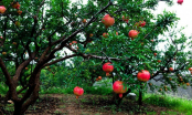 Tổ tiên căn dặn 'Trồng 3 cây ăn quả trước nhà, gia đình vạn sự hưng', đó là những cây gì?
