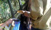 Nghề lạ ở Việt Nam: ‘Mổ’ cây lấy nước cũng ra tiền