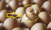 Con gà có trước hay quả trứng có trước: Đây là đáp án chính xác, khiến nhiều người bất ngờ?