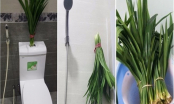 7 cách tự nhiên giúp loại bỏ mùi hôi nhà vệ sinh chung cư hiệu quả