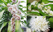 Chớ thấy hoa nở vội mừng: 5 cây này đột nhiên nở hoa có điềm là PHÚC hay HỌA cũng cần chuẩn bị