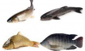 Người bán cá tiết lộ: Đi chợ thấy 7 loại cá này nên mua ngay, cá tự nhiên giàu dinh dưỡng, giá lại rẻ