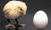Con gà có trước hay quả trứng có trước? Đáp án chính xác của câu hỏi gây tranh cãi này như sau