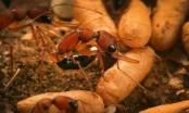 Kiến chúa sống lâu hơn kiến thợ rất nhiều dù phải đẻ trứng cho cả đàn, bí mật nằm ở một chỗ