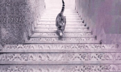 Con mèo đang đi lên hay đi xuống cầu thang? Đáp án tiết lộ năng lực lãnh đạo bẩm sinh