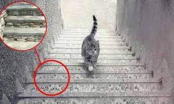 Trắc nghiệm: Con mèo đi lên hay đi xuống? Câu trả lời sẽ tiết lộ năng lực đặc biệt và tương lai của bạn