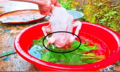 Vò nắm lá này thả vào chậu nước: Nhổ lông vịt siêu nhanh, không dính một cọng lông măng