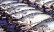 Đây là 4 loại cá bẩn nhất chợ, người mua nên cân nhắc kỹ trước khi mang về nhà ăn