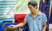 Nghề lạ ở Việt Nam: Thu nhập tới 80 triệu/tháng từ việc nuôi loài “ai cũng ghét”