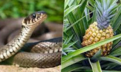 5 loại cây rắn mê như điếu đổ”, trồng phải cẩn thận, 3 loại cây rắn thấy là tránh xa, không dám bén mảng