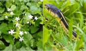 Vườn nhà có 5 loại này cây rắn mê như điếu đổ: Đặc biệt loại thứ 2 muốn an toàn cần nhổ bỏ ngay