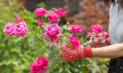 Người trồng hoa hồng nhớ làm 3 việc này, hoa ra gấp đôi lại đẹp không tì vết