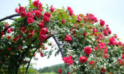 Hoa hồng mê nhất loại nước này, một tuần cho cây 'uống' 1 lần, hoa nở rực rỡ kín cành