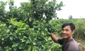 Nghề lạ ở Việt Nam: Bỏ phố về quê làm nông dân, cử nhân thu về tiền tỷ mỗi năm