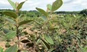 Nghề lạ ở Việt Nam: Trồng cây quả dại sai trĩu mùa hè, nông dân thu hàng trăm triệu mỗi năm