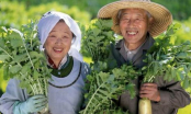 Ngoài ăn uống, người Nhật áp dụng 10 quy tắc để sống lâu và hạnh phúc