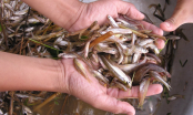 Ra chợ thấy bán loại cá này đừng lướt qua: Bổ ngang nhân sâm, tổ yến, chưa đến 30 nghìn/kg
