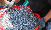 Đi chợ gặp 5 loại cá này thì mua ngay, đảm bảo cá tự nhiên, thịt chắc ngon, giá chỉ 15 nghìn/kg