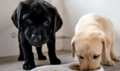 Các cụ dạy: Đừng nuôi 2 con chó trong nhà, đến ngày nay liệu có còn đúng?