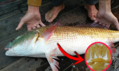 Loài cá chỉ có ở Việt Nam được cả thế giới “săn lùng”: Riêng bong bóng đã quý hơn vàng