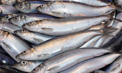 Đi chợ thấy 7 loại cá cần mua ngay: Cá tự nhiên, giá mềm, không tăng trọng, bổ ngang nhân sâm, tổ yến