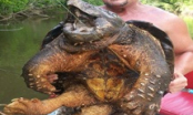 Phát hiện quái vật rùa cá sấu sống từ thời tiền sử