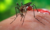 Liên tiếp ghi nhận các trường hợp t.ử v.ong do vi rút Zika