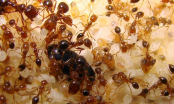 Tuyệt chiêu để trong nhà bạn không có con kiến nào mà không cần thuốc diệt