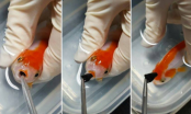 Chuyện lạ: Bỏ ra gần chục triệu để cắt bỏ khối u cho cá vàng