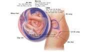 Quá trình phát triển của thai nhi trong tuần 18