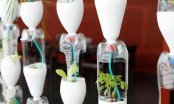 Hướng dẫn cách trồng rau bằng chai nhựa dễ dàng mà không tốn công chăm sóc