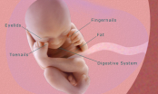 Sự phát triển của thai nhi trong tuần 21