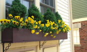 Cách trồng hoa đơn giản siêu đẹp cho khung cửa sổ nhà bạn