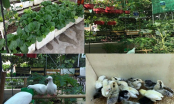 Mãn nhãn với  200 thùng rau, nuôi chim bồ câu, gà trên sân thượng: Gia đình ăn cả năm không hết