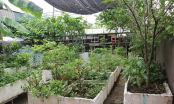 Mẹ phố đầu tư mấy chục nghìn mà có vườn rau sạch trên sân thượng cho cả gia đình