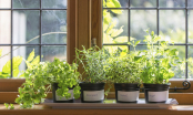 Giải pháp trồng rau cho nhà chật có rau sạch ăn mà đẹp không gian