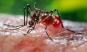 Báo động GẤP: Thêm 8 ca nữa nhiễm Zika ở Sài Gòn