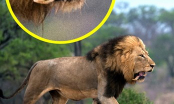 “Dám cãi láo vợ”, đến sư tử cũng bị tát gãy răng