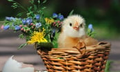 Clip: hình ảnh siêu đáng yêu của những chú gà bé bỏng (P1)