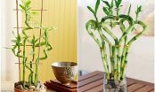 Cây phong thủy: Hãy tìm ngay loại cây này trồng ngay trong nhà giúp tài lộc, may mắn ùn ùn kéo đến