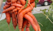 Clip: Sốc khi chứng kiến những củ cà rốt kì lạ nhất hành tinh