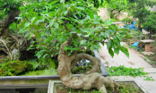 Mẹo phong thủy: Gia đình sung túc, tài lộc dồi dào nếu bạn trồng những loại cây này trong nhà