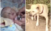 Bị chôn sống, bé trai 1 tháng tuổi may mắn được chú chó anh hùng cứu mạng