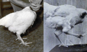 Chuyện lạ có thật: Chú gà không đầu vẫn sống 18 tháng