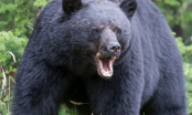 Gấu đen hơn 1 tạ truy đuổi và giết người chạy bộ rồi đứng canh xác nạn nhân