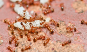 Mẹo nhỏ cực hay để trong nhà bạn không có con kiến nào mà không cần thuốc diệt