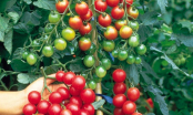 Hướng dẫn cách trồng cà chua luôn xanh tốt, sai trĩu quả trong thùng xốp