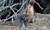 Về nhà thấy vợ nằm với bồ, chim cánh cụt tử chiến đẫm máu